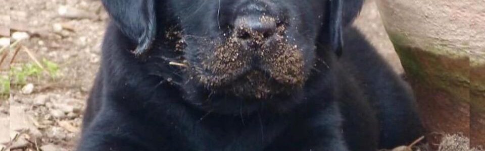 Il Labrador