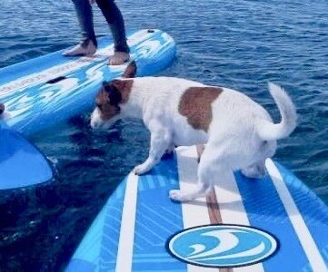 Il tuo cane ti somiglia?