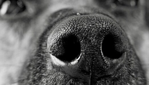 I cani e l’olfatto