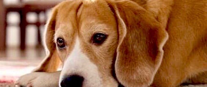 Il dono di avere un animale