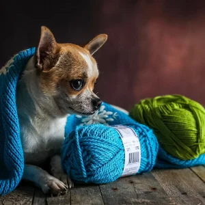 Com'è che si dice? Tale cane tale padrone? Io e la mia piccola chihuahua siamo in attesa di poterci immergere nelle coperte calde e vedere le serie TV.. Mentre fuori piove...