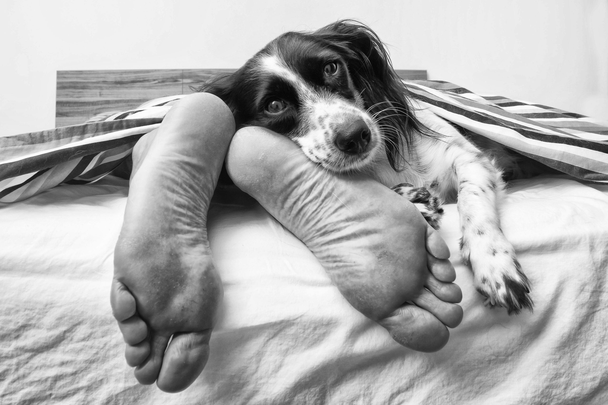 Cane con piedi uomo nel letto